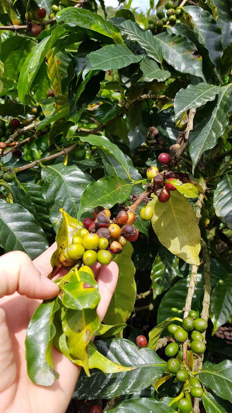 Coffee beans plant. 
