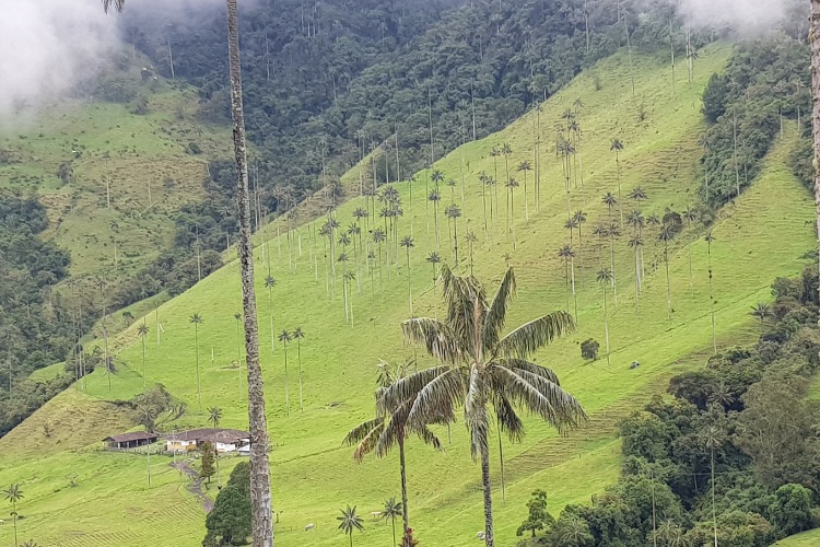 Getting to Cocora Valley